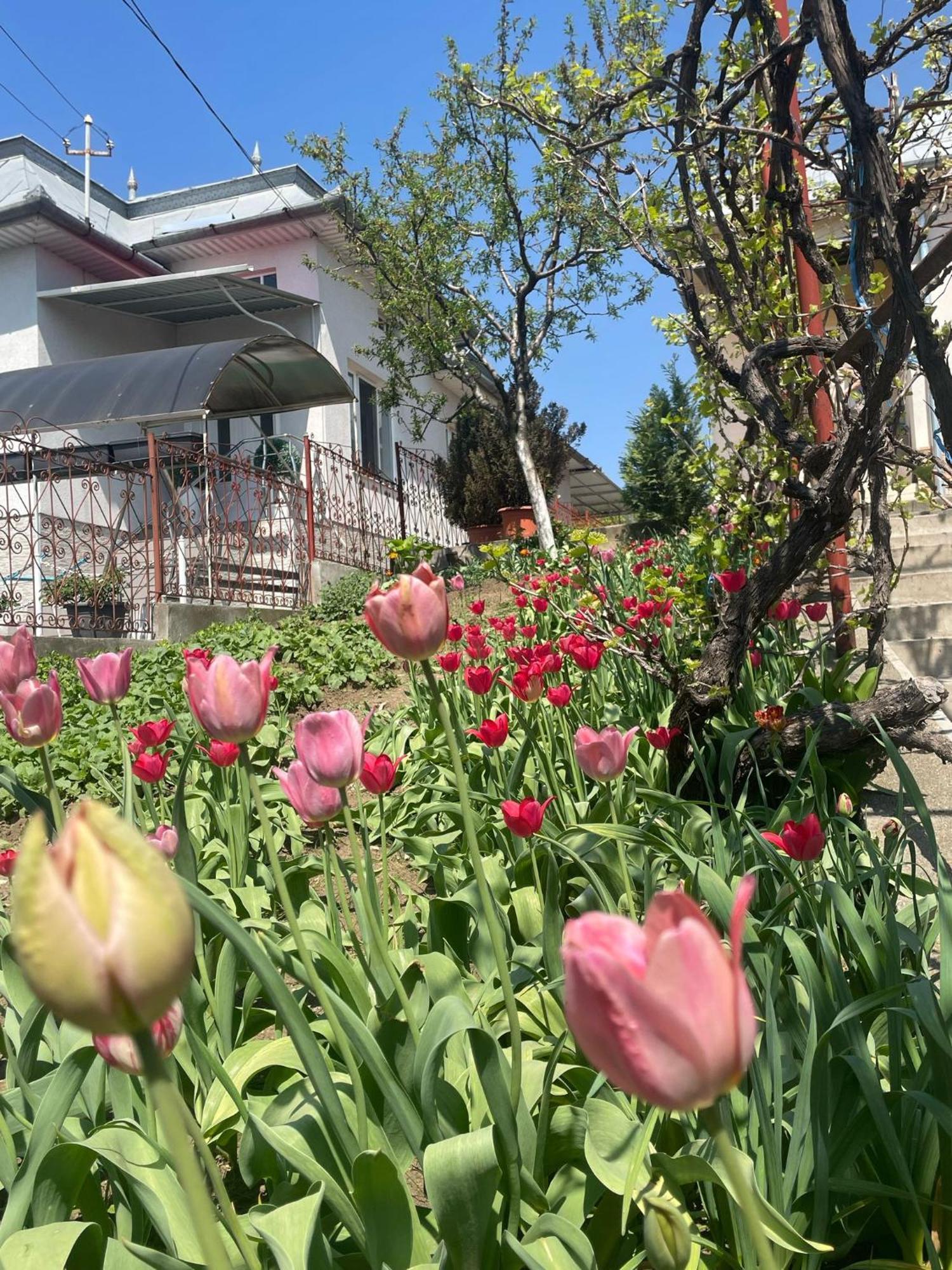 Вілла Casa Matei Турда Екстер'єр фото